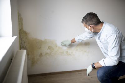 Mold and Mildew